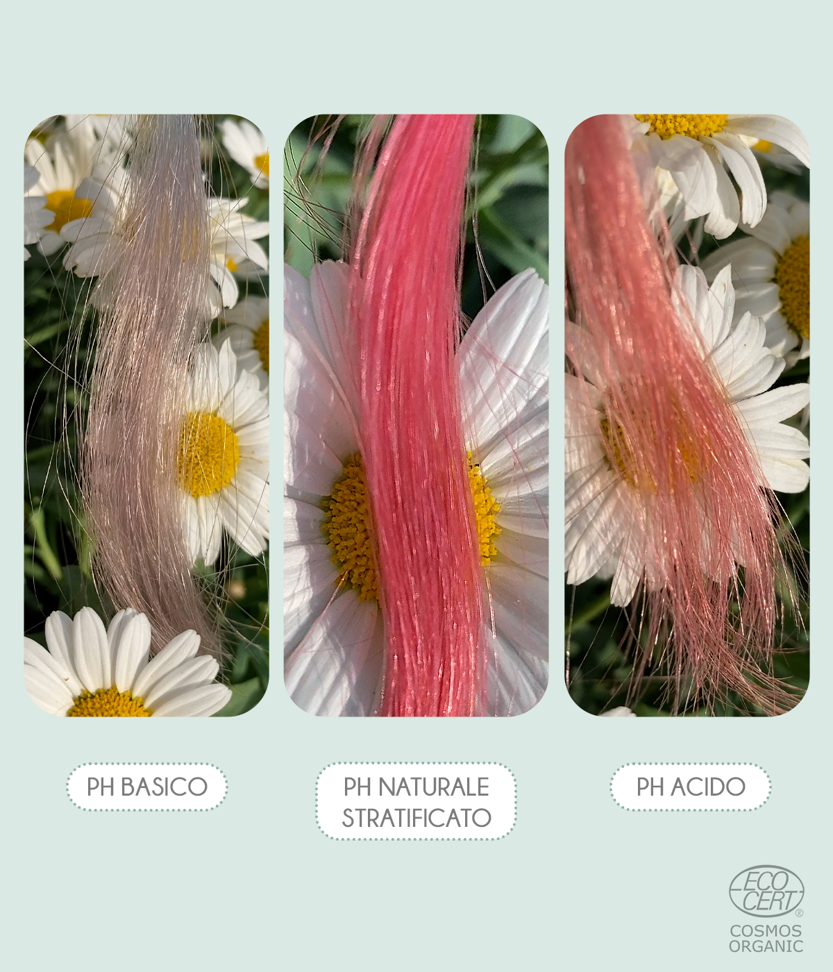 Organic Hibiscus - Natural Hair Plum Highlighting Color Cosmos Organic