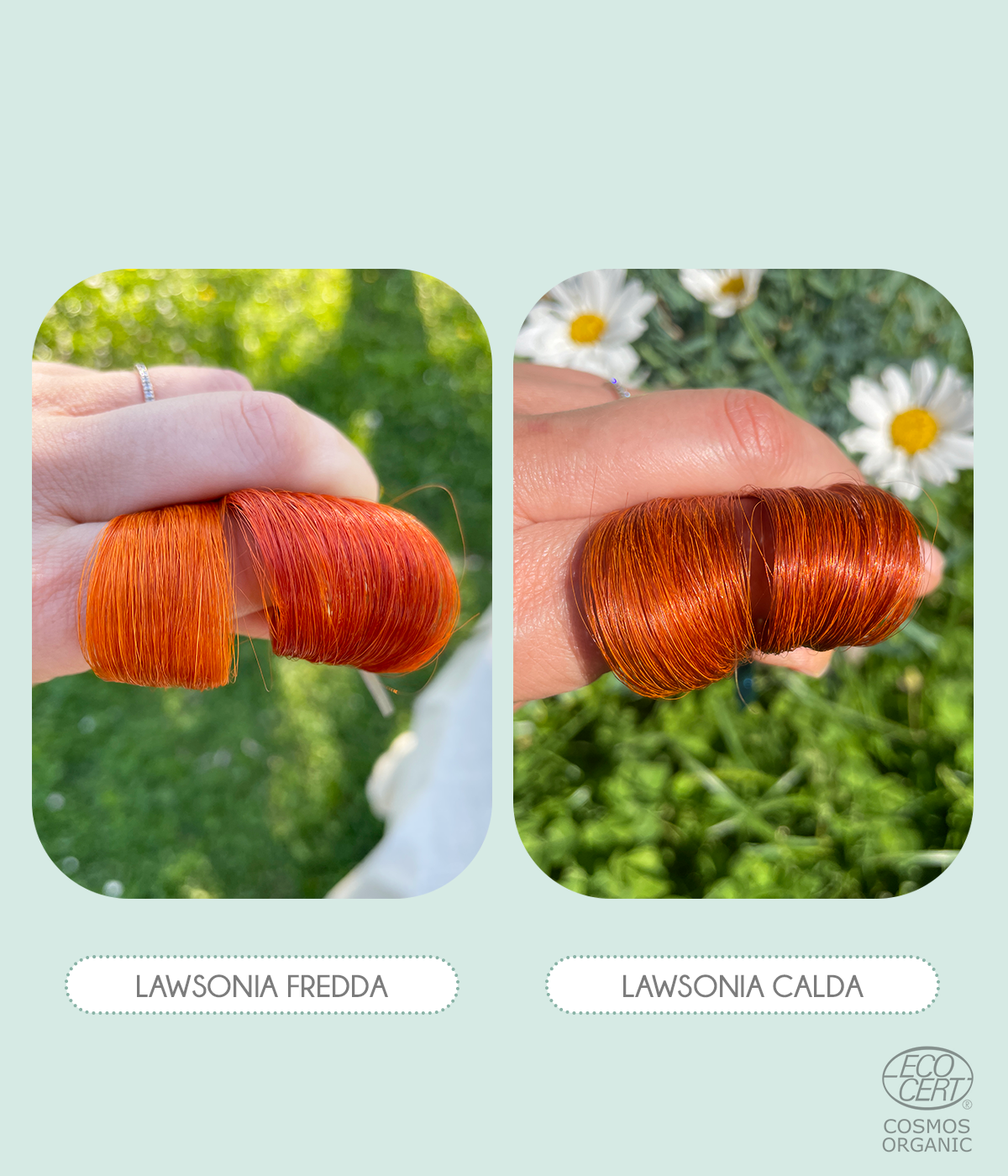 Organic Red Henna (Lawsonia Inermis) Natural Hair Color COSMOS ORGANIC